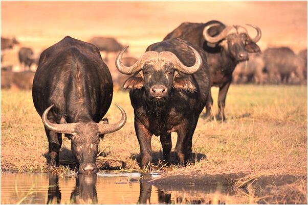 夢見在考場考試是咋回事_周公解夢官網