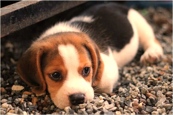 夢到了前夫把艾草摘有什麼意思_周公解夢官網