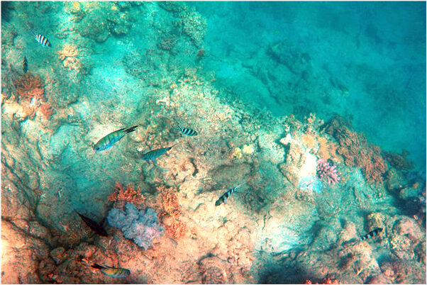 夢到跳集體舞是啥意思_周公解夢官網