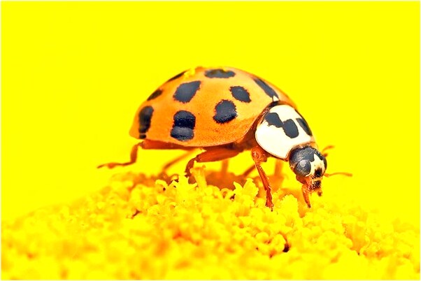 夢見愛我的神仙有什麼預兆_周公解夢官網