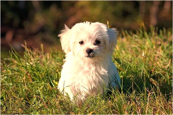 夢見把車開溝里去了是什麼預兆？_周公解夢官網