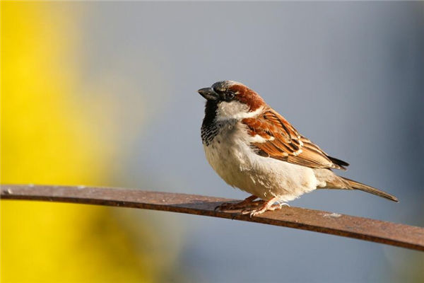 夢到麻雀是什麼意思_周公解夢