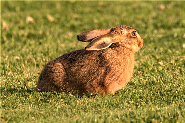 夢到了娘家著大火預兆了什麼嗎_周公解夢官網
