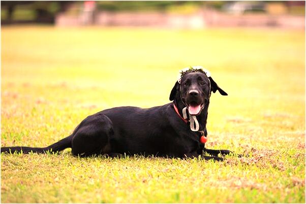 夢見自已是皇后有什麼意義嗎_周公解夢官網