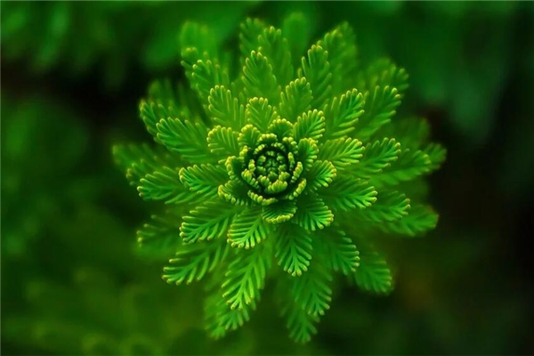 夢到綠色植物很旺盛什麼意思_周公解夢