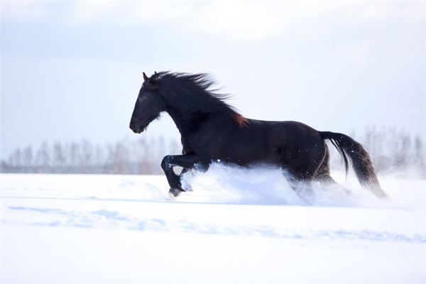 屬馬的2021年學業運如何_十二生肖
