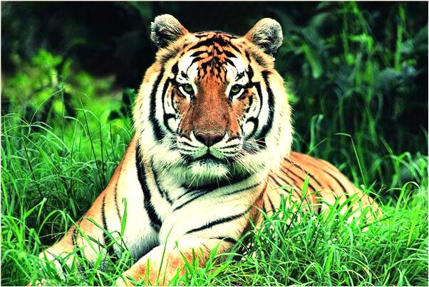 夢見教室滿地垃圾是吉兆嗎?_周公解夢官網