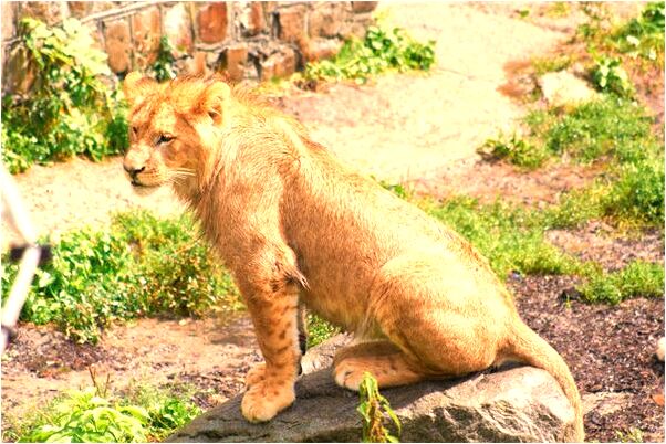 夢見斷頭蛇是好事還是壞事_周公解夢官網