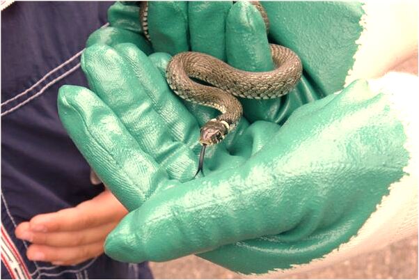 夢到了被狗追被狗舔代表什麼_周公解夢官網