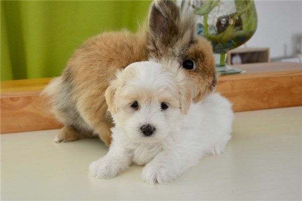 夢到了狗追兔有什麼徵兆_周公解夢