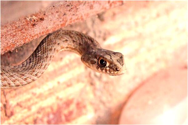 夢到哥哥求我送手機有什麼預示嗎_周公解夢官網