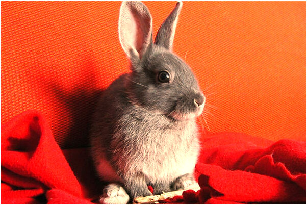 夢見跟蹤老公預兆了什麼嗎_周公解夢官網