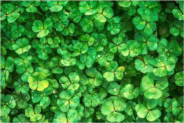 夢見指甲髒長有什麼說法_周公解夢官網