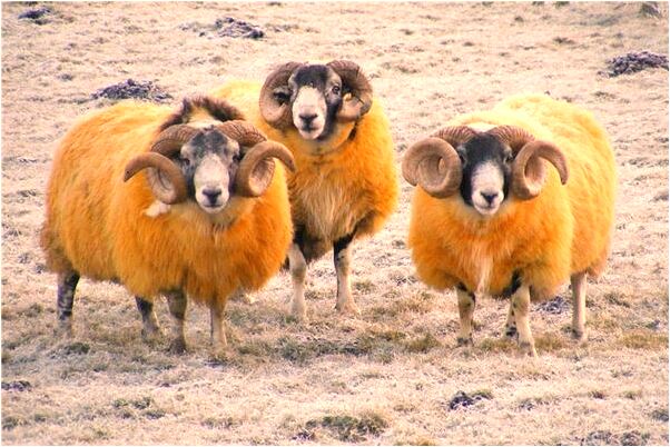 夢見和去逝的爺爺吵架是什麼意思_周公解夢官網