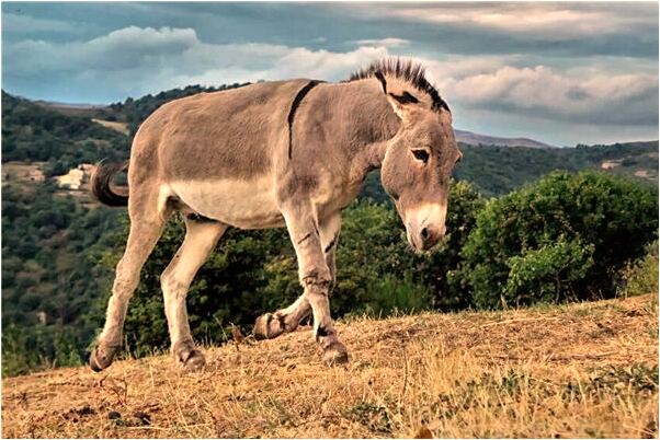 夢到了幾個人做飯意味著什麼_周公解夢官網