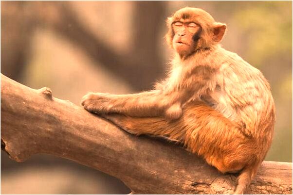 夢到肖鳳蘭啥意思_周公解夢官網