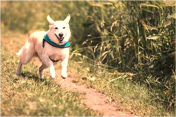 夢到女在水裡被蛇咬是什麼預兆_周公解夢官網