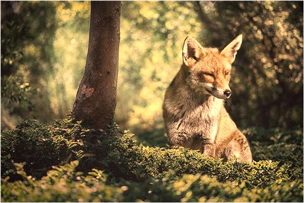 夢見一個畸形的嬰兒有什麼寓意嗎_周公解夢官網