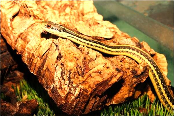 夢到了女兒和我捉迷藏有什麼意思嗎_周公解夢官網