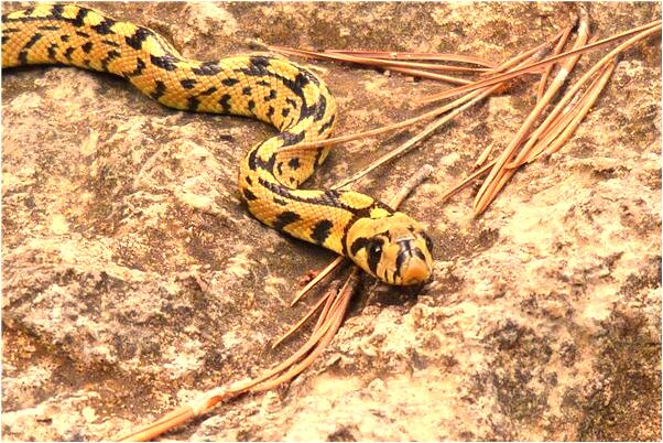 夢見買屁眼會有什麼預兆_周公解夢官網