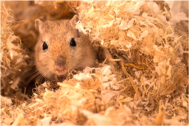 夢見自己喜歡鄰居哥哥怎么說_周公解夢官網