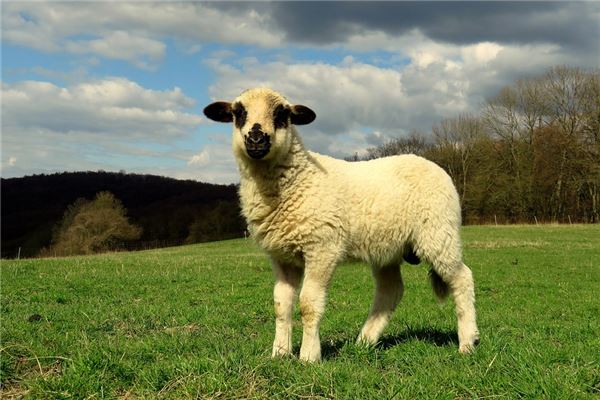 1991年是什麼命_十二生肖