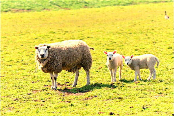 夢見媽媽變成蛇了預示了什麼_周公解夢官網