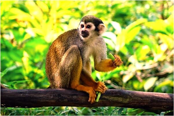 夢見吃粽子回家怎么回事_周公解夢官網