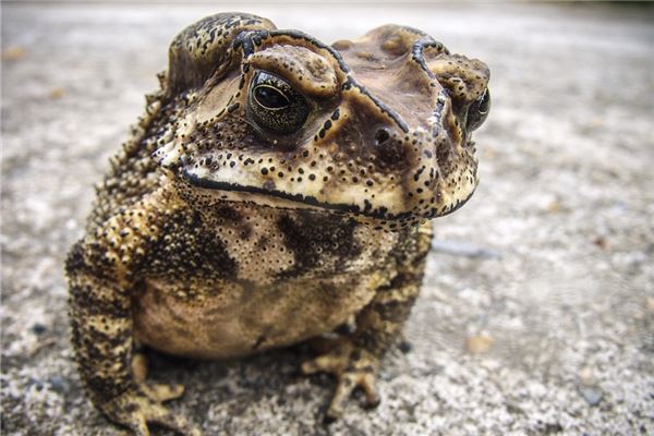 夢見蛇和癩蛤蟆_周公解夢