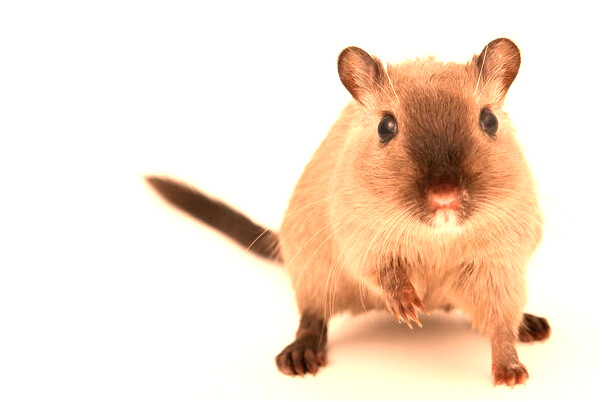 夢到壞神仙有什麼說法_周公解夢官網