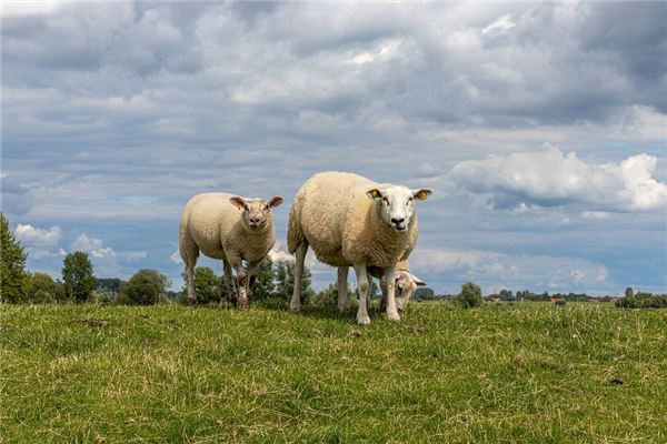屬羊的性格和脾氣女人_十二生肖