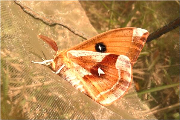 夢到和護士姐姐成姐妹有什麼意義嗎_周公解夢官網