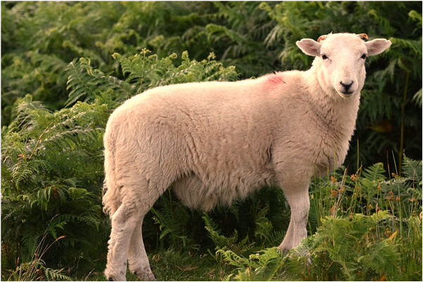 夢到讓我拉直頭髮是什麼兆頭_周公解夢官網