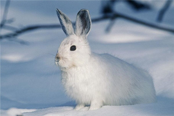 夢見小白兔是什麼意思_周公解夢