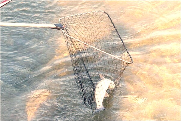 夢見妻子邀請很多人到家裡代表著什麼_周公解夢官網