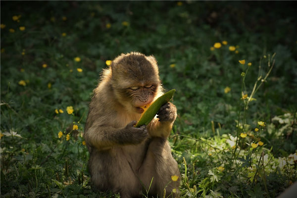 04年的男生是什麼生肖_十二生肖