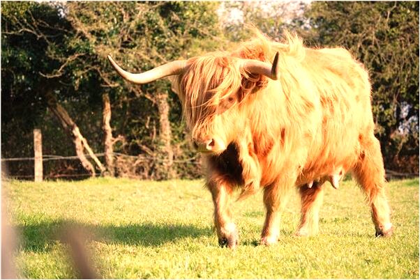夢見從樹上摔下來是啥預兆_周公解夢官網