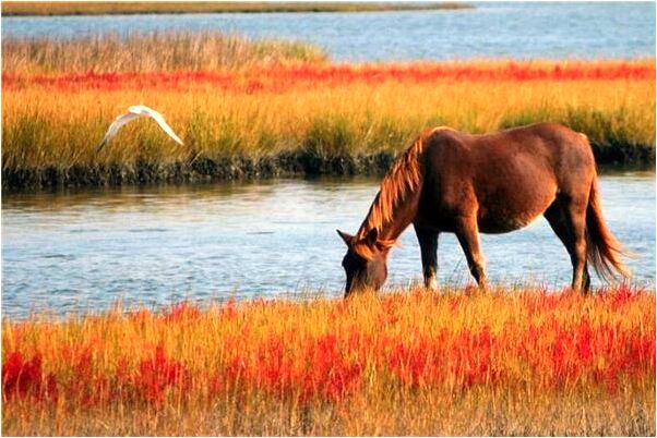 夢到了一條不咬人的小白蛇預示什麼_周公解夢官網