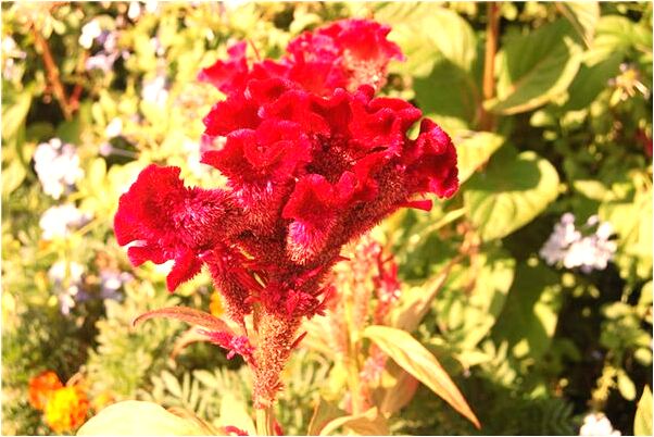 夢到了明知是陷進還在往裡跳是凶兆還是吉兆_周公解夢官網