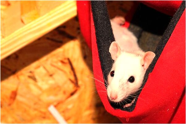 夢到別人送自己新鞋有什麼說法_周公解夢官網