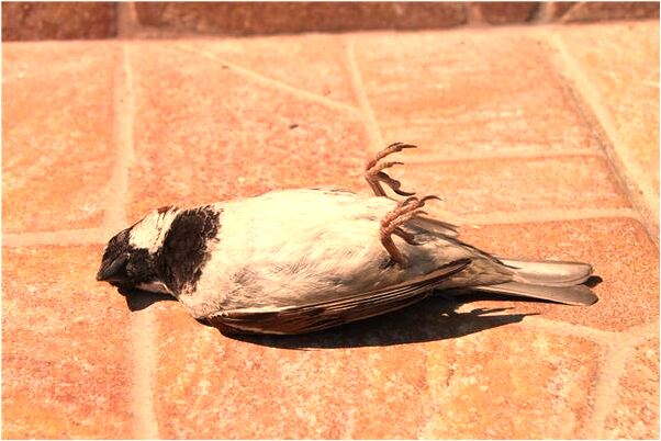 夢到有豬子跟著預示了什麼_周公解夢官網