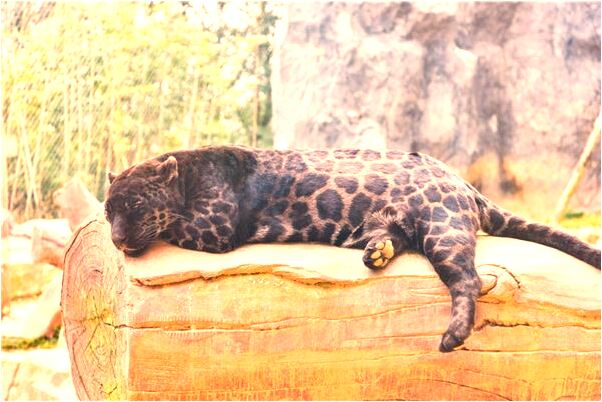 夢到了打死青綠的眼鏡蛇有什麼徵兆_周公解夢官網