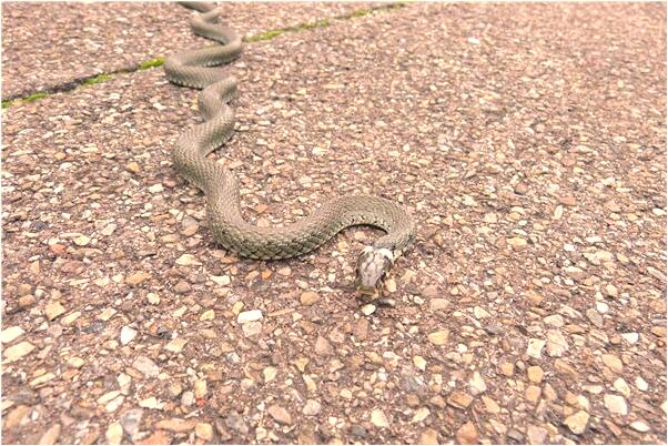 夢見水壺燒乾是不是好的徵兆呢_周公解夢官網