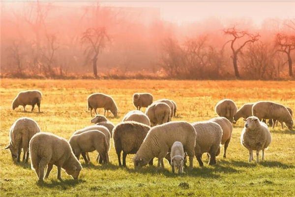 1967年屬羊的什麼時間生最好_十二生肖