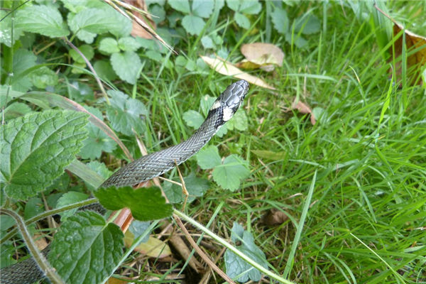 屬蛇男人年份和婚姻_十二生肖