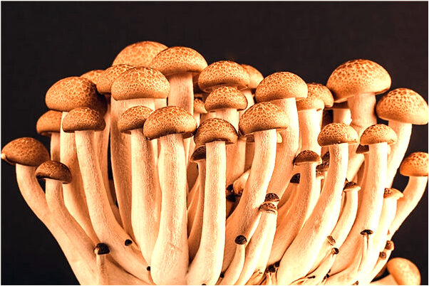 夢到了三隻母雞趴窩雞蛋打了很多預示了什麼_周公解夢官網