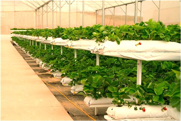 夢見小孩燒紙錢是咋回事_周公解夢官網