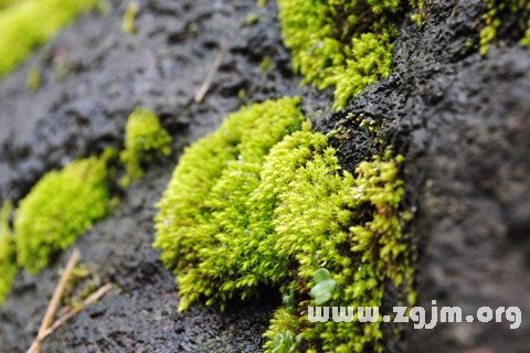 Dream of moss