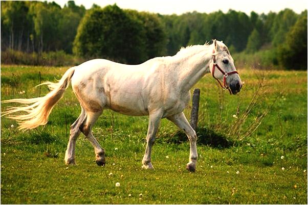 夢到家中有人過世有什麼意義嗎_周公解夢官網