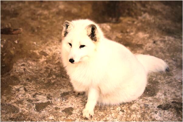 夢到碎玻璃扎腿背有什麼寓意嗎_周公解夢官網